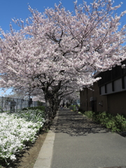 春の彩り　里帰り桜アメリカとユキヤナギ