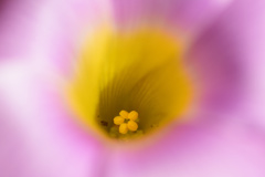 花やかに