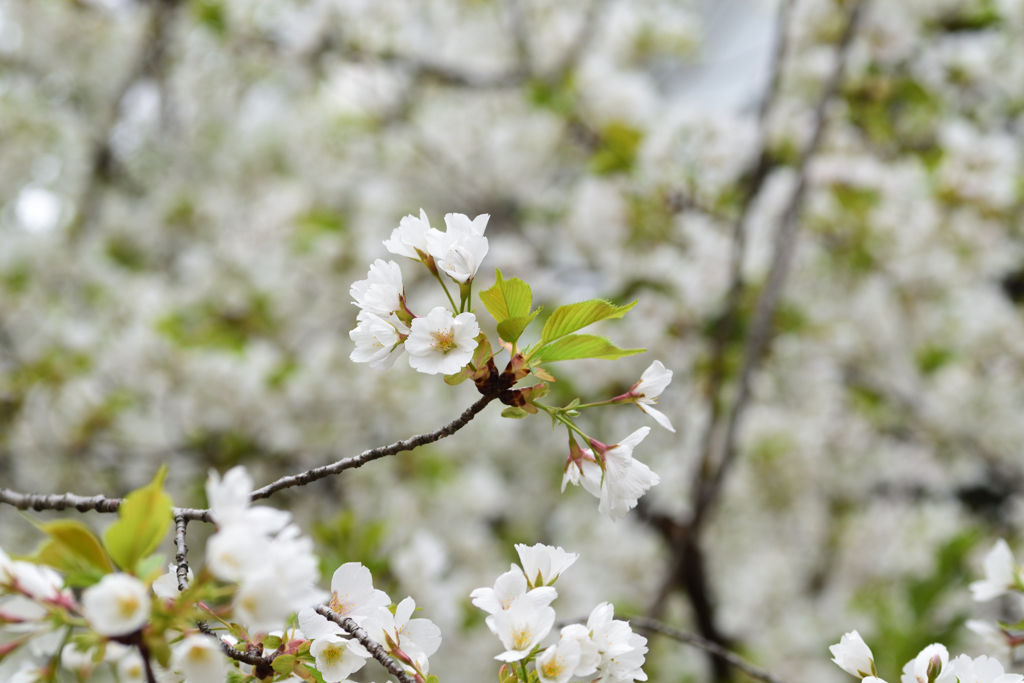 大島桜 2