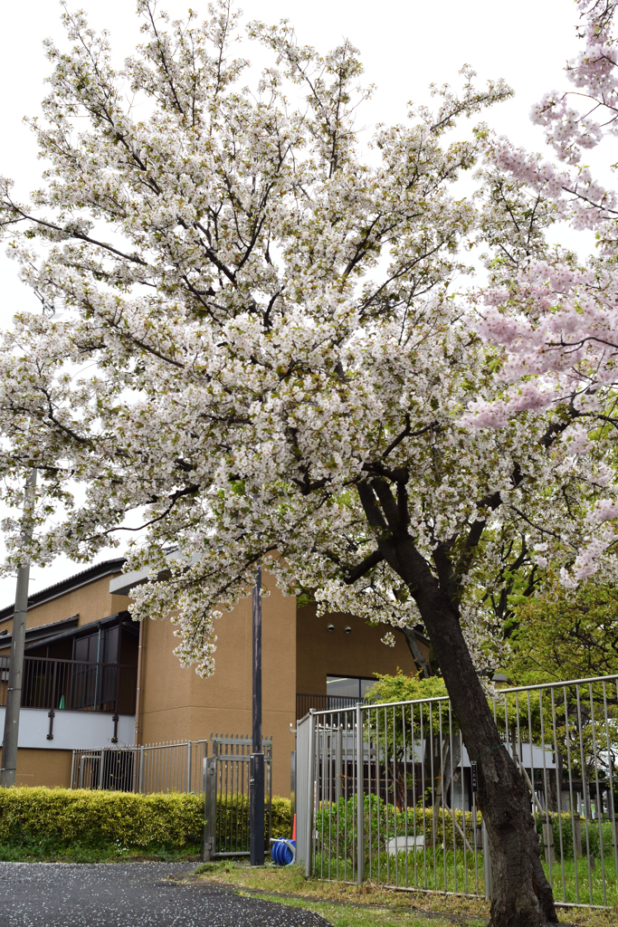 大島桜 1
