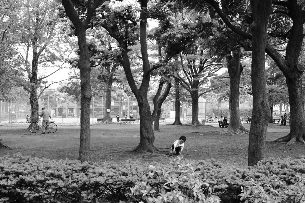 元淵江公園　午後の風景