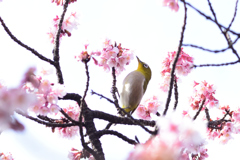 メジロと寒桜 １