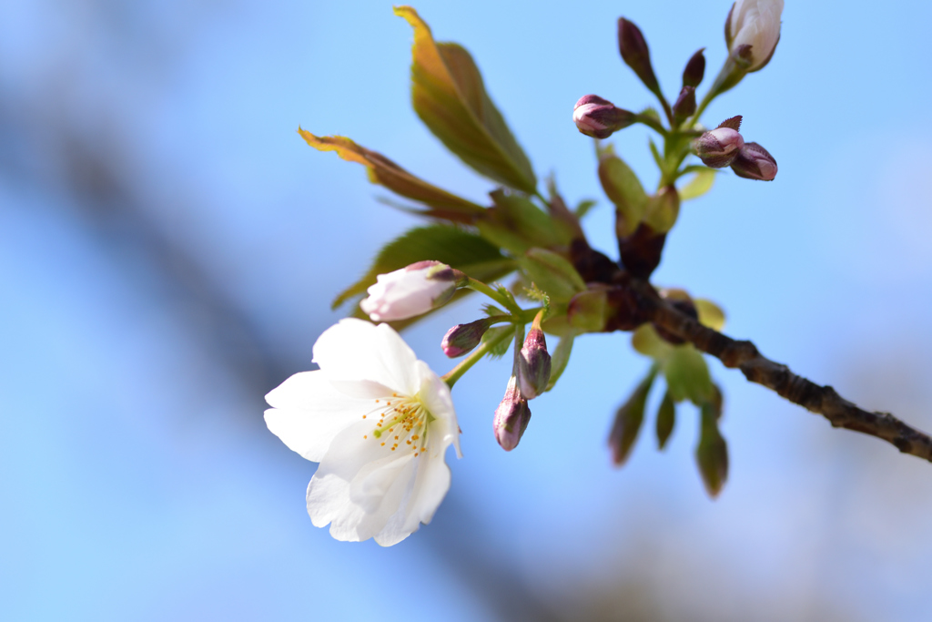 大島桜 4