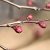 梅　八重寒紅　つぼみ
