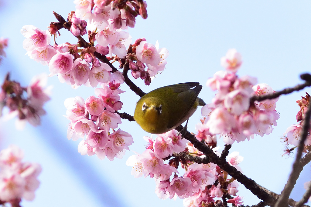 メジロと寒桜 ３