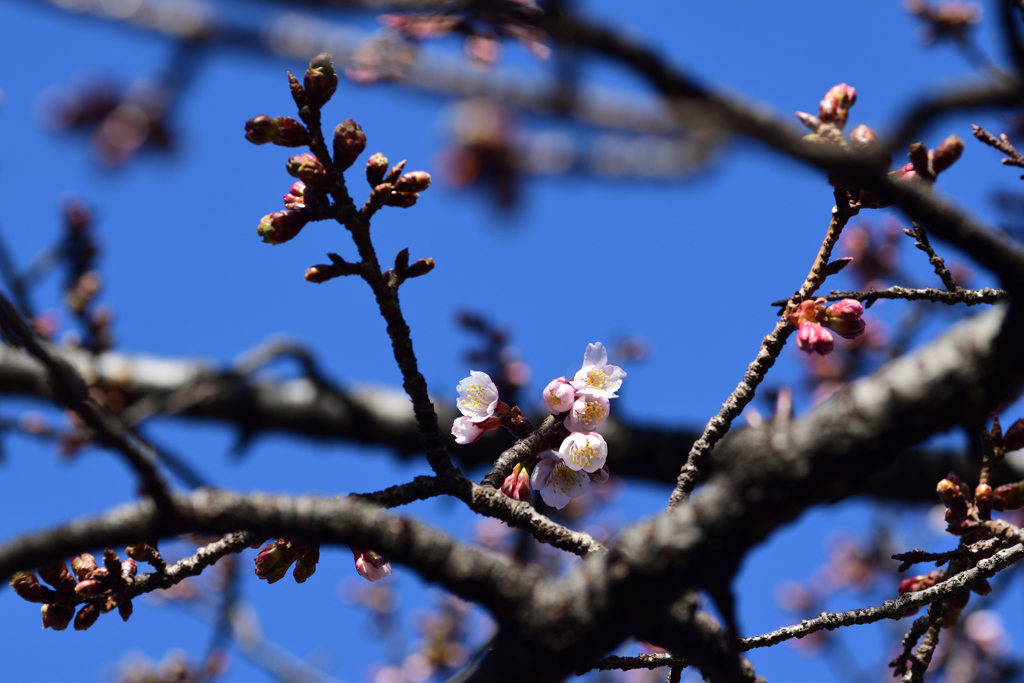 寒桜