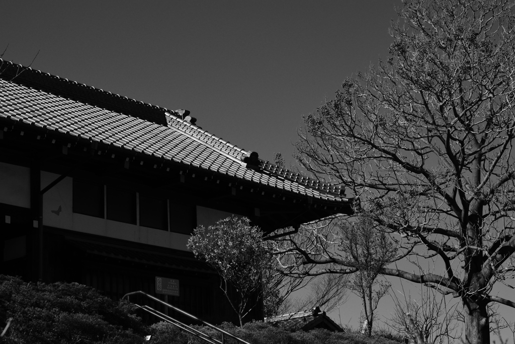 冬の陽