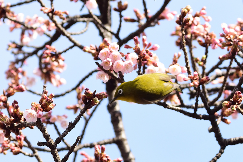 あたみ桜とメジロ