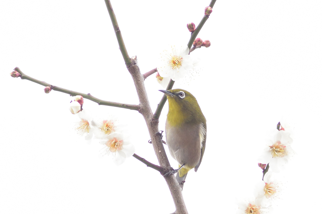 きりりと