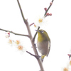きりりと