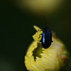 幻のように