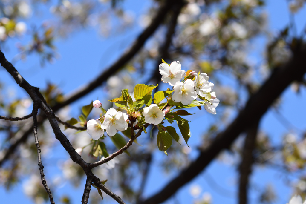 大島桜 3