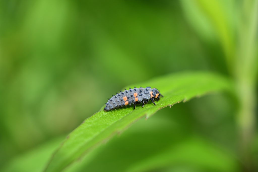 ナナホシテントウ  幼虫