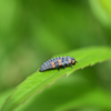 ナナホシテントウ  幼虫