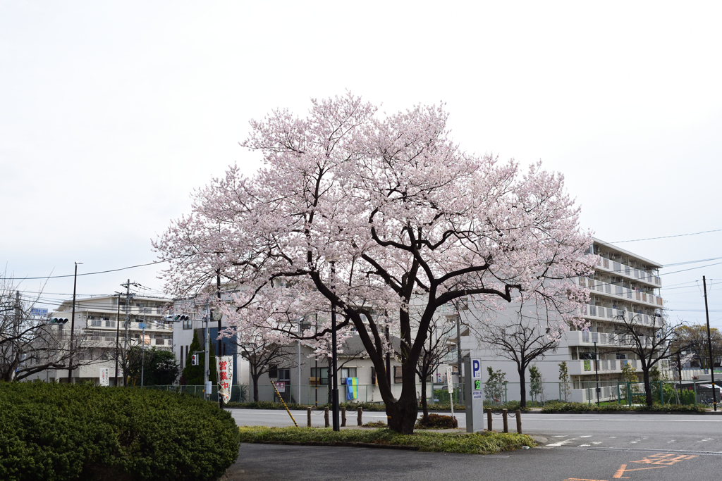 江戸彼岸桜 １