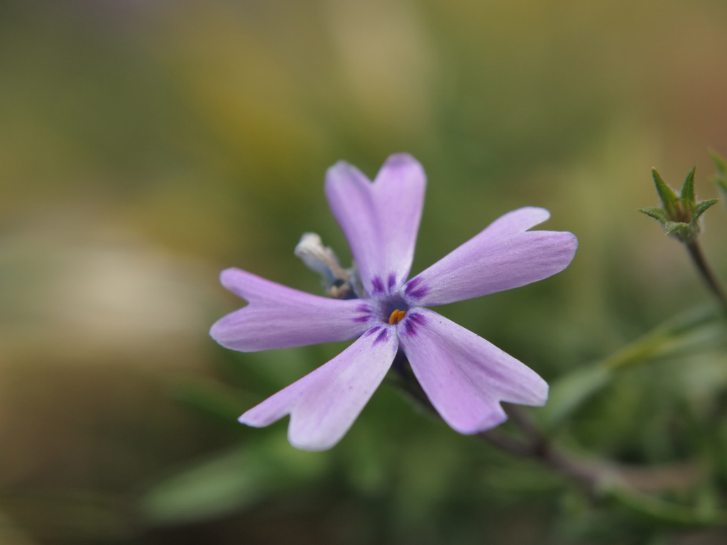 芝桜