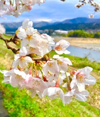 滋賀県朽木の安曇川沿いの桜を