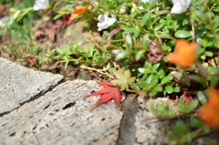 8月の小さな秋