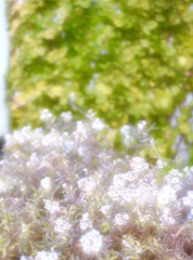 カフェの花壇