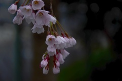 春の雨の日