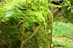 岩と苔の世界