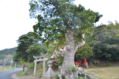 神の宿る木