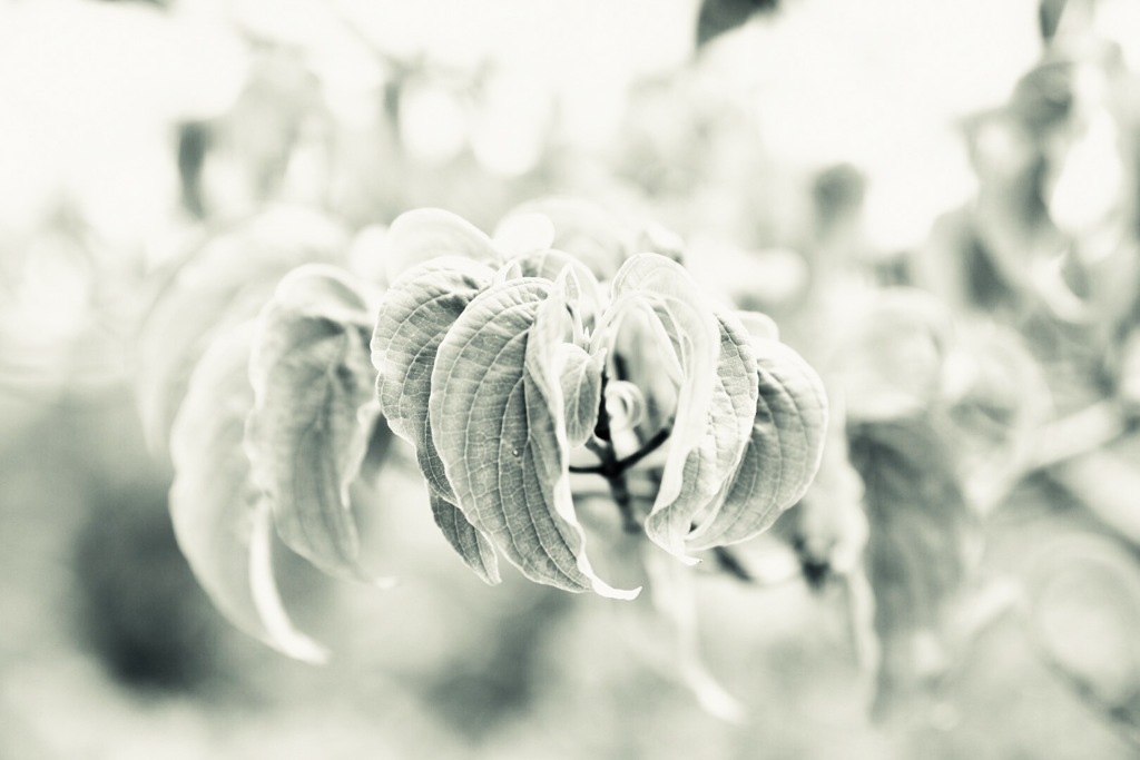 pumpkin leaf