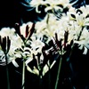 白い花赤い蕾