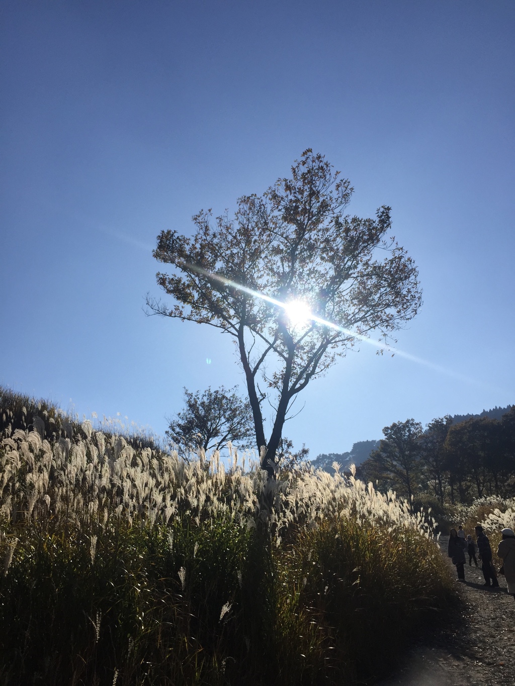 砥峰高原