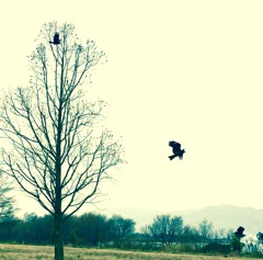 霞の空の鳥たち