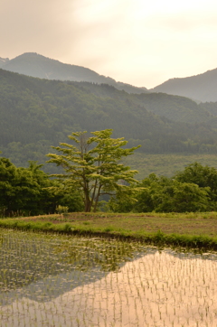 気になる木