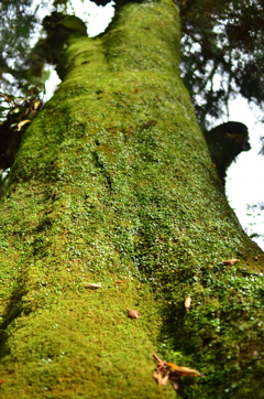 貴船神社苔の世界