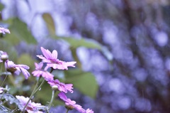 雨上がりの朝