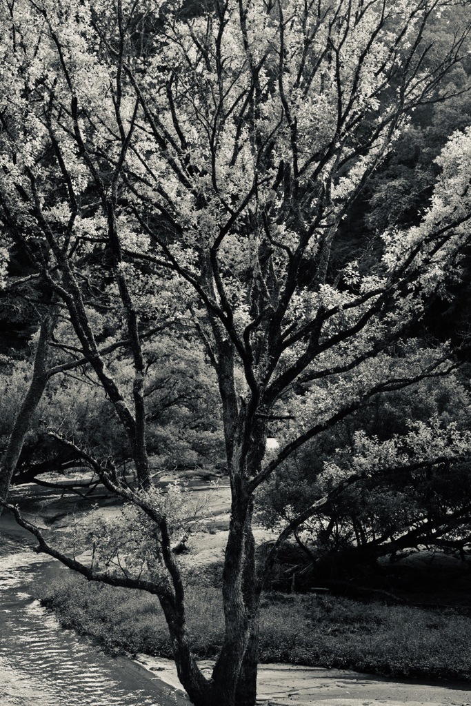 気になる木
