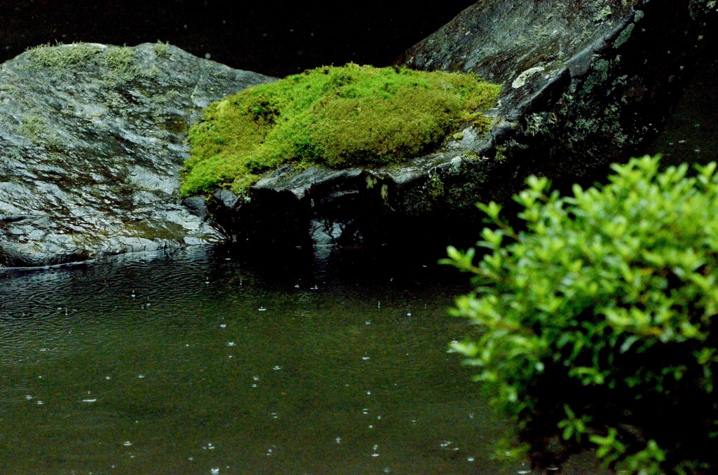 雨の風情