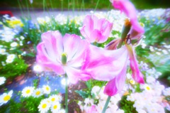 花の名前は分かりません(*´Д｀*)