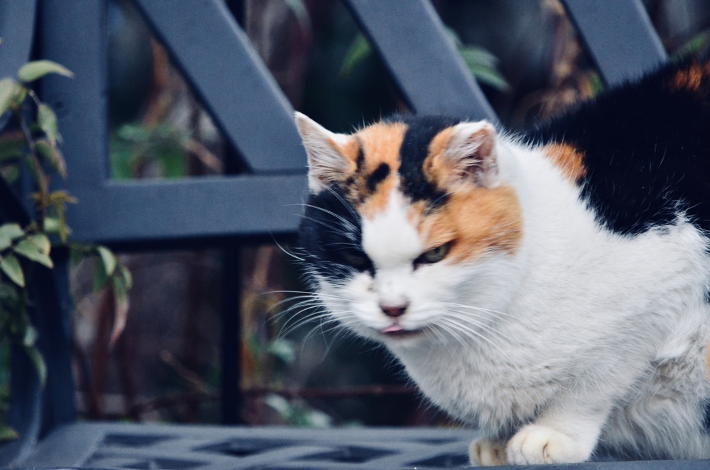 野良猫は鋭い
