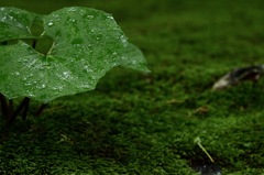 雨の風情 