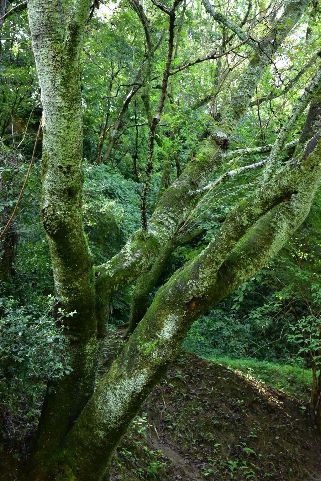 緑色の深さ