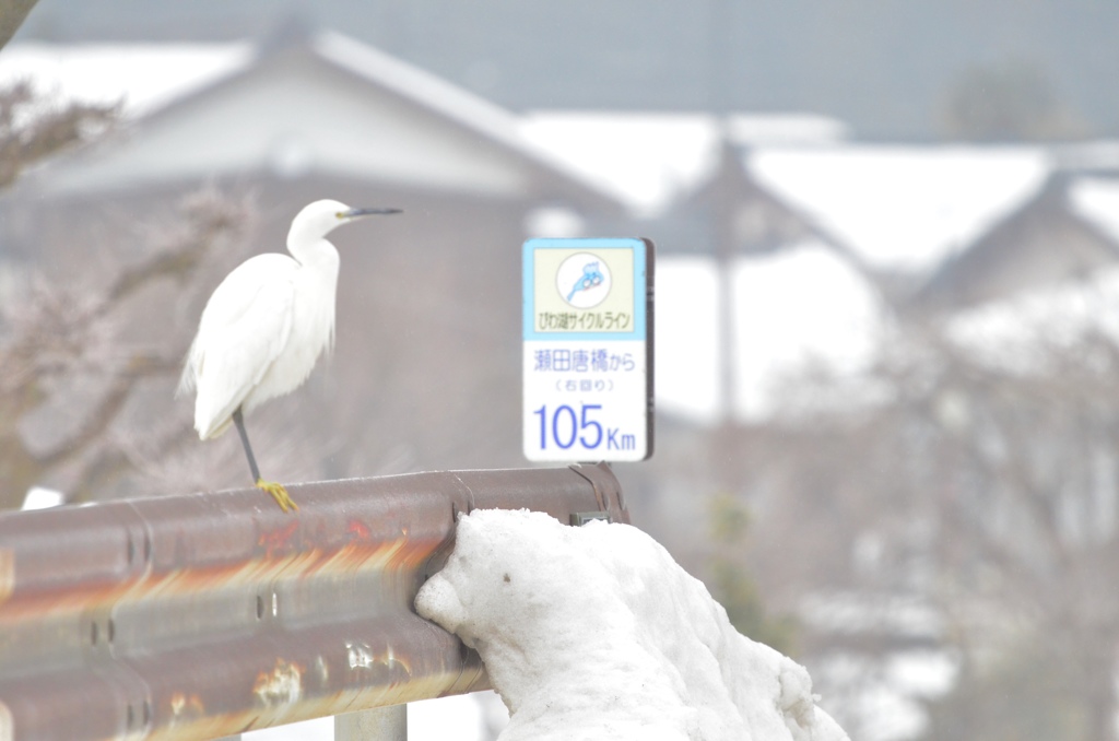 野鳥のいる風景