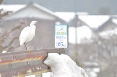 野鳥のいる風景