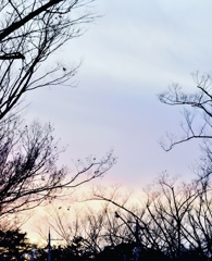 夕焼け