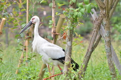 コウノトリ