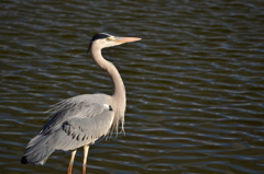 野鳥練習