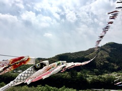 四万十のこいこのぼり