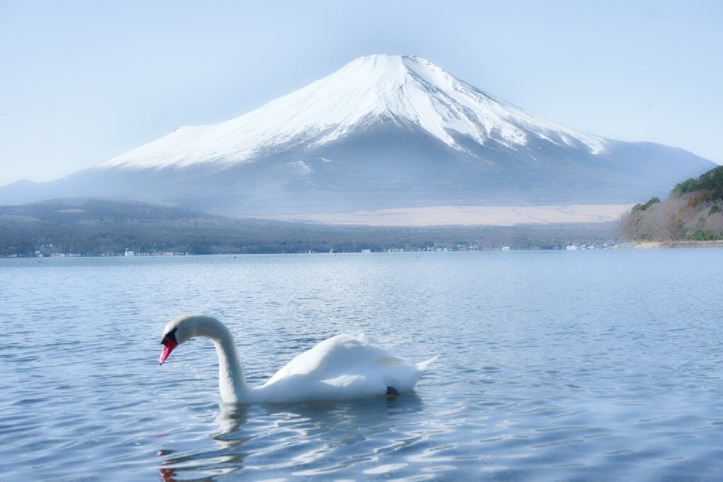 山中湖畔