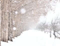 吹雪のメタセコイア並木