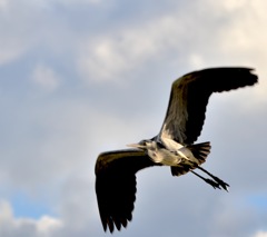 野鳥練習