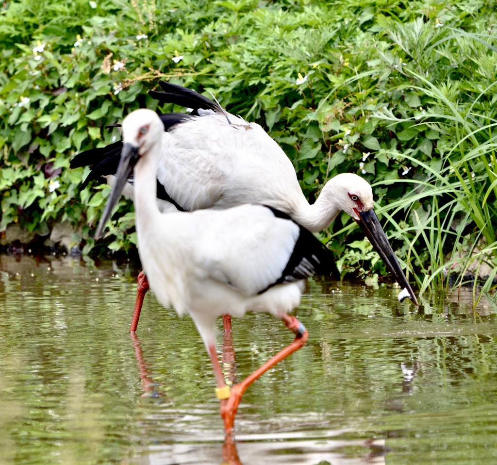 コウノトリ