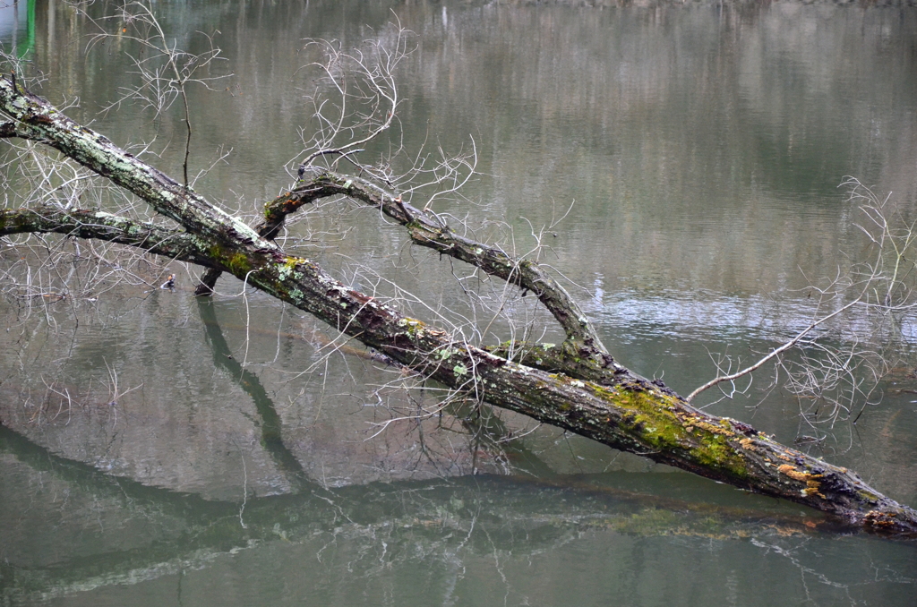 冬山の野池